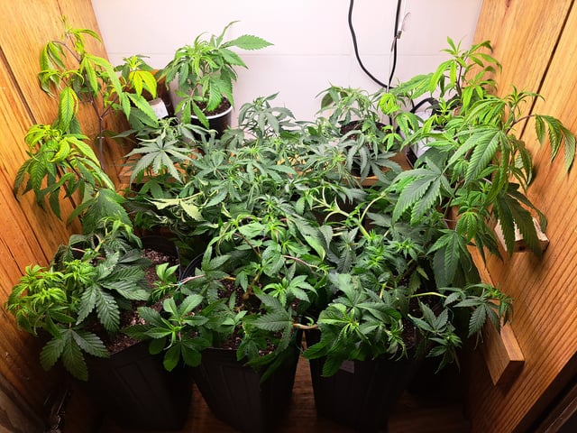 Yeti's Perpetual — vegetative, day 70