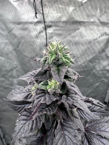 GrowRoom — done, day 32