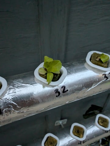 outdoor hydro ladder — vegetative, day 1