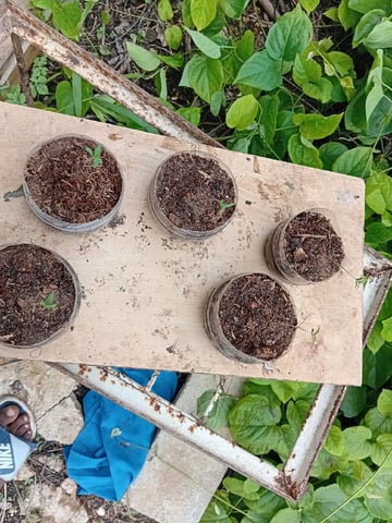 My First Grow — seedling_rooting, day 3