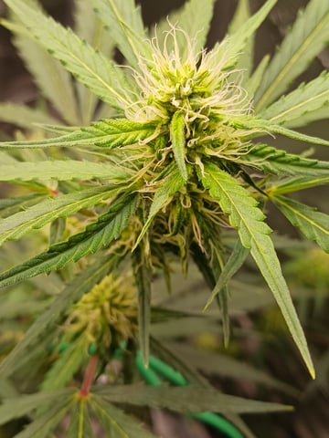 black gorilla feminized  — flower, day 25