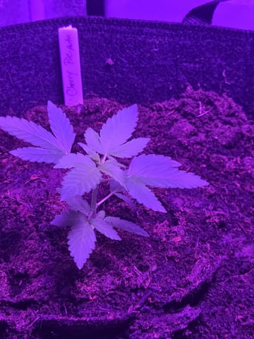 1st Ever Grow — vegetative, day 36