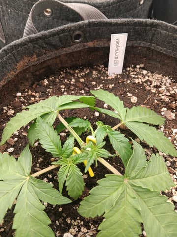 HP CC — vegetative, day 28