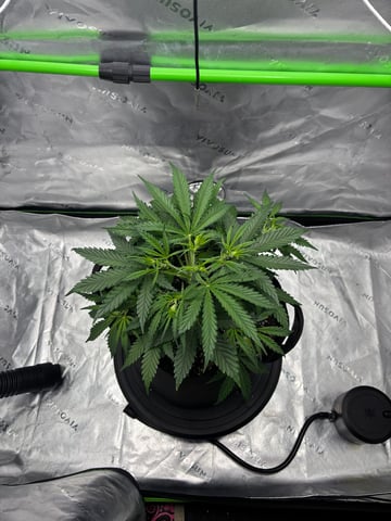 Fall 2025 Grow — vegetative, day 28