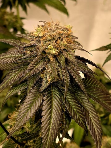 Mandarin Skywalker Crasher — flower, day 116