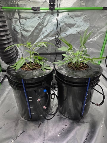 BABY SISTER — vegetative, day 33