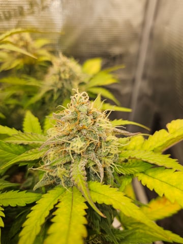 Mimosa Bruce Banner XL — flower, day 66