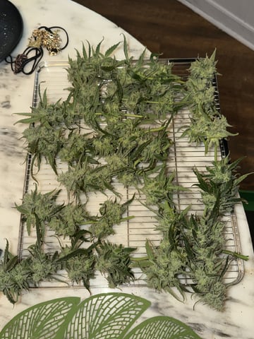 Indoor & Outdoor Grow 6 — flower, day 66