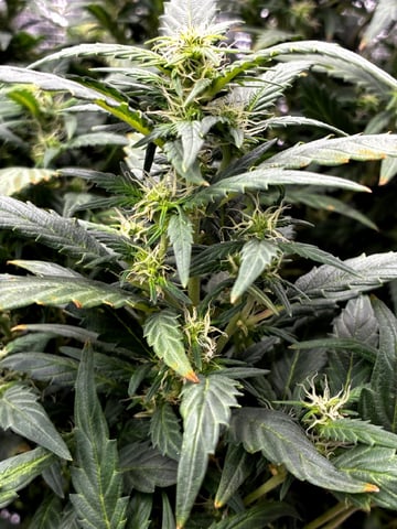 Blueberry critical kush x purple peyote wifi  and one L.a kush cake . — flower, day 55