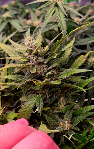 Fastbuds Autoflower Run — flower, day 73