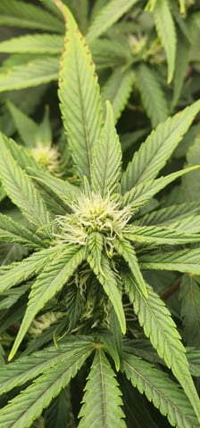 FastBuds Trainwreck Auto — flower, day 54