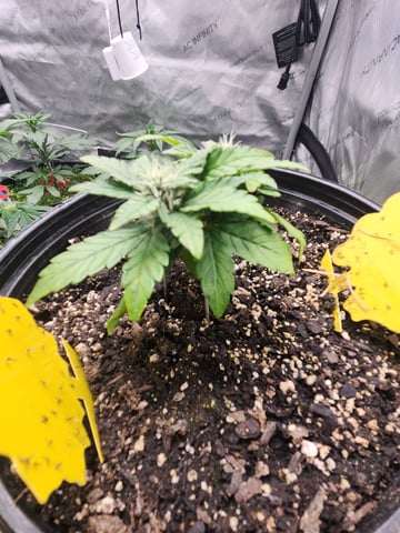 Mephisto Schoolyard Crush Grow-Pop tart OG and Apple Crush — flower, day 55