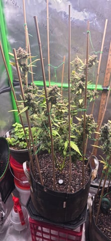 Here We Grow... — flower, day 98