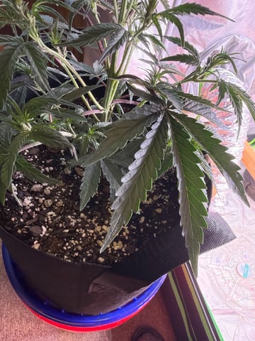 4’x8’ Grow1 — vegetative, day 33
