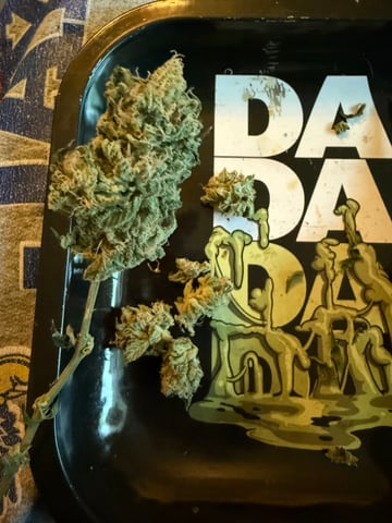 Blue Dream — harvest, day 119