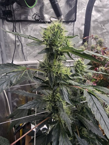 Glookies by Barneys Farm — flower, day 81