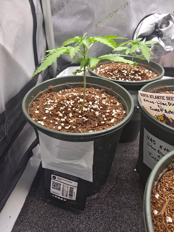 (4)autos  — vegetative, day 21