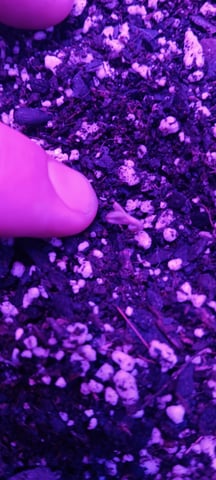 Kickoff — seedling_rooting, day 1