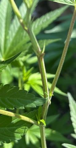 Unknown Cannabis Plants  — vegetative, day 2