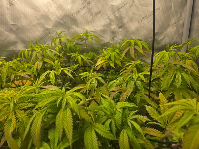 First Grow — vegetative, day 38