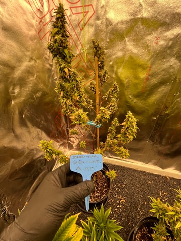 3autos and 2 fem  — flower, day 43