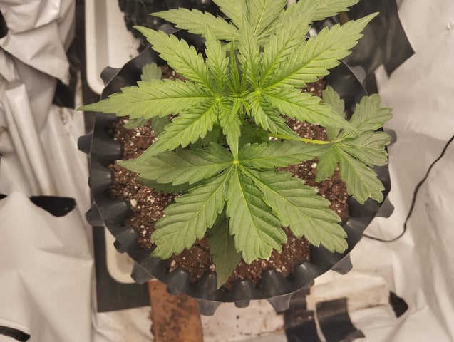 F1 apollo — vegetative, day 14