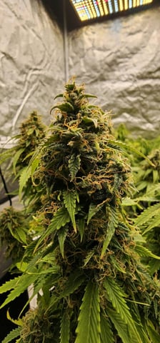 skywalker haze — grow_setup, day 82