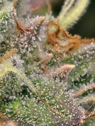 First Grow — flower, day 114