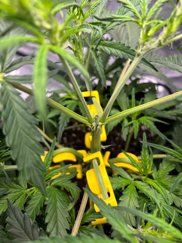 Fall 2025 Grow — vegetative, day 30