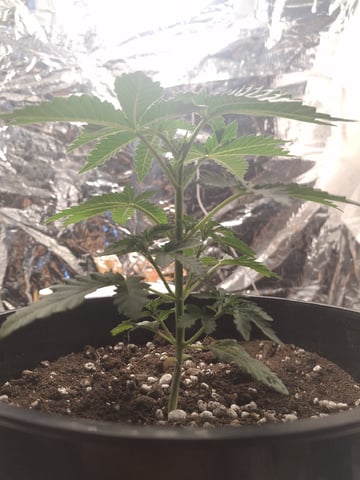 1st Grow - ROYAL MOBY (indoor)(photop.) — vegetative, day 25
