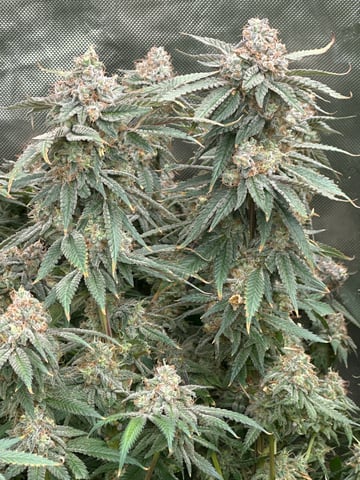 Hippo High # 3 — flower, day 12