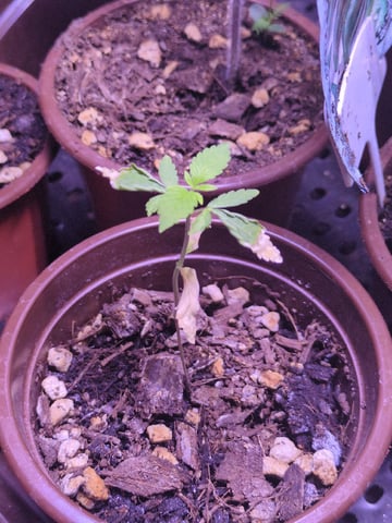 Audrey III — seedling_rooting, day 22