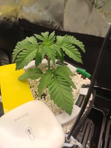Mainely Genetics Micro Pheno Hunt — vegetative, day 13