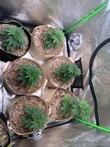 Papaya Frosting  — vegetative, day 34