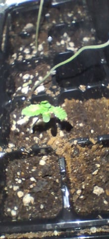 Free Seeds — seedling_rooting, day 19