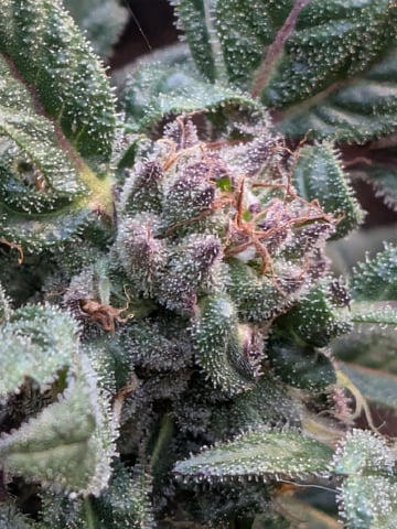 October Start — harvest, day 129