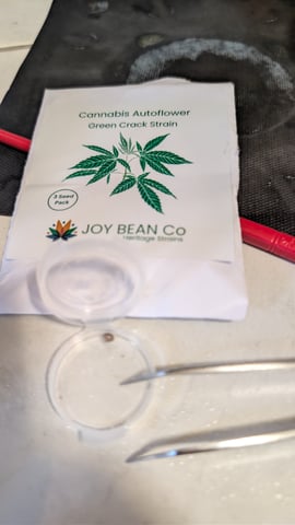 Grow 3 — germination, day 3