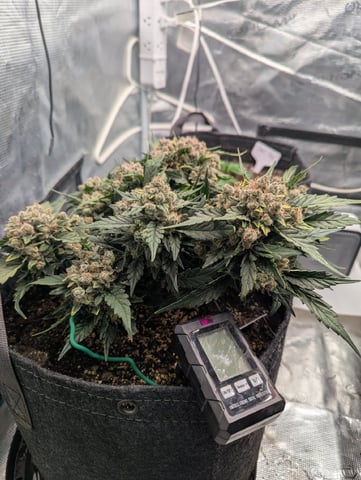 2025 EOY Grow — flower, day 76
