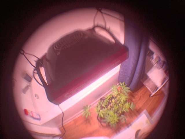 FKAFL — vegetative, day 35