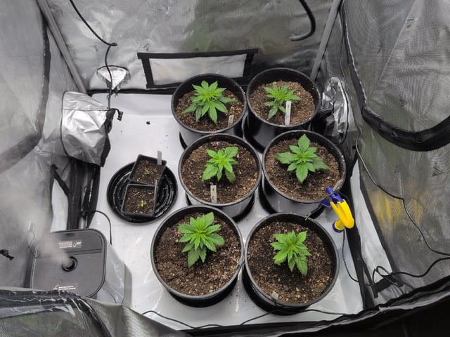 Grow Tent Starts — vegetative, day 33