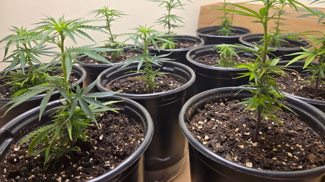 Blue Dream Clones — vegetative, day 4