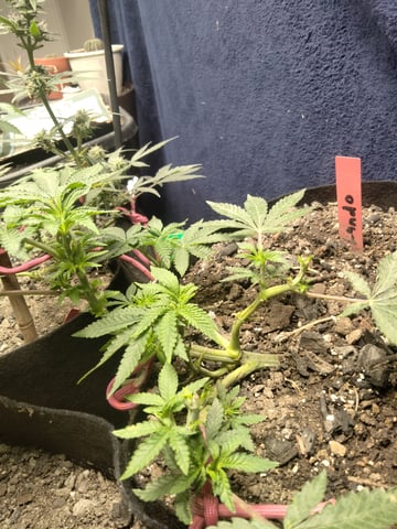 jay seaton  — done, day 158