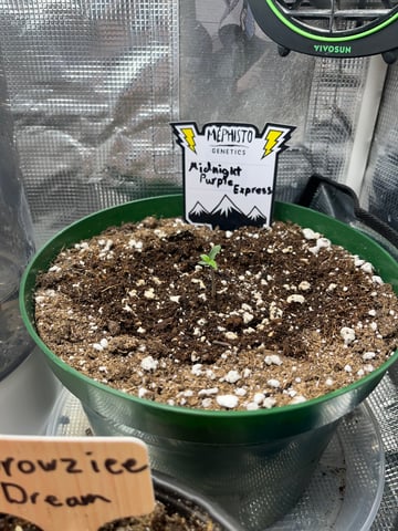 Mephistos Auto  — auto, day 4