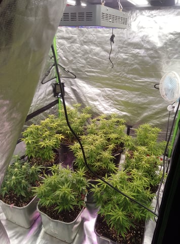 New run using General Hydroponics  — flower, day 5