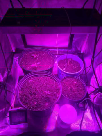 new start — seedling_rooting, day 7