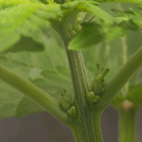 1st indoor grow 8 smaller plan t s — vegetative, day 45