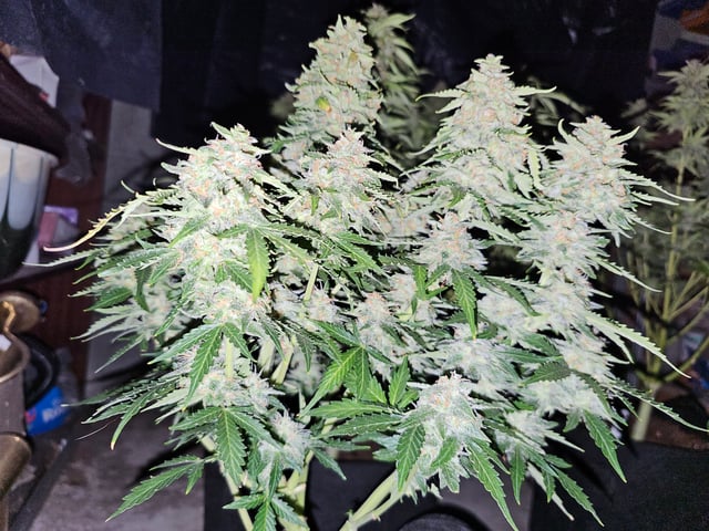 round 2 — flower, day 74