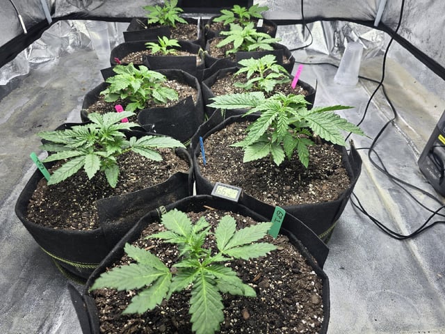 Autos AGAIN — vegetative, day 22