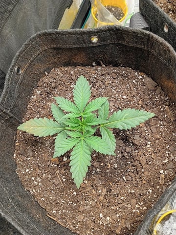 First Grow — vegetative, day 17