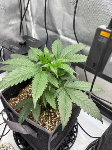 northern lights — vegetative, day 10